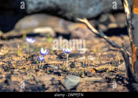 Crocus pulchellus oder haarige Krokus Lila Blüte im frühen Frühling nach den Waldbränden, die Natur wiedergeboren Stockfoto