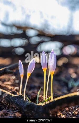 Crocus pulchellus oder haarige Krokus Lila Blüte im frühen Frühling nach den Waldbränden, die Natur wiedergeboren Stockfoto
