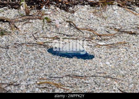 Vellela Vellela hat sich im Crandon Park, Key Biscayne, Miami, Florida, USA, auf den Sand gespült Stockfoto