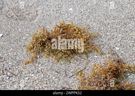 Im Crandon Park, Key Biscayne, Miami, Florida, USA, sind Sargassum-Klumpen in den Sand gespült Stockfoto