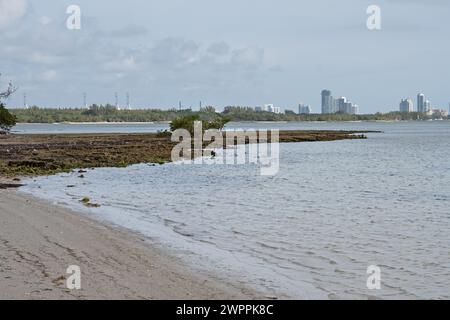 Fossilisiertes Mangrovenwurzelriff im Crandon Park, Key Biscayne, mit der Skyline von Miami in der Ferne. Florida, USA Stockfoto