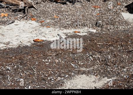 Stachelschwanz-Iguana in der Wracklinie, Crandon Park, Key Biscayne, Miami, Florida, USA Stockfoto
