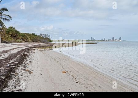 Fossilisiertes Mangrovenwurzelriff im Crandon Park, Key Biscayne, mit der Skyline von Miami in der Ferne. Florida, USA Stockfoto