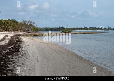 Fossilisiertes Mangrovenwurzelriff im Crandon Park, Key Biscayne, mit der Skyline von Miami in der Ferne. Florida, USA Stockfoto