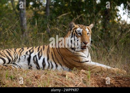 Bengalischer Tiger - Tigerin - bekannt als Biruhli in Bandhavgarh Tiger Reserve, Indien, Februar 2024 Stockfoto