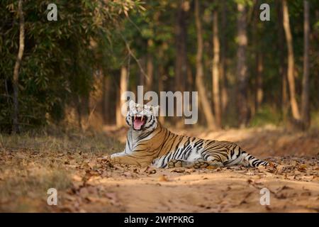 Bengalischer Tiger - Tigerin - bekannt als Biruhli in Bandhavgarh Tiger Reserve, Indien, Februar 2024 Stockfoto