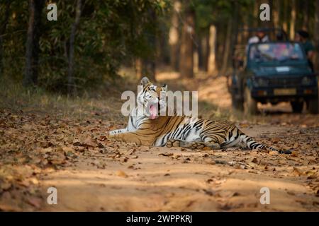 Bengalischer Tiger - Tigerin - bekannt als Biruhli in Bandhavgarh Tiger Reserve, Indien, Februar 2024 Stockfoto