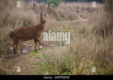 Baraingha Deer, Kanha National Park, Indien Stockfoto