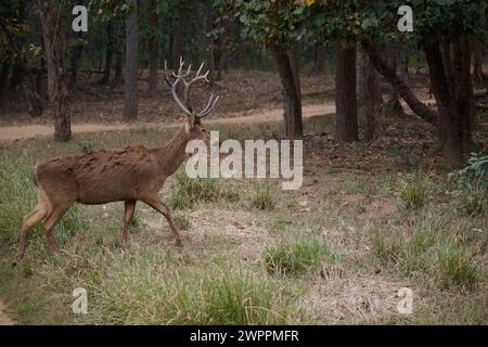 Baraingha Deer, Kanha National Park, Indien Stockfoto