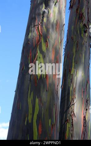 Eukalyptusbaumrinde, Eukalypteae, Myrtaceae. Stockfoto