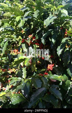 Kaffeepflanze, Coffea arabica, Rubiaceae. Doka Coffee Estate, Costa Rica. Stockfoto