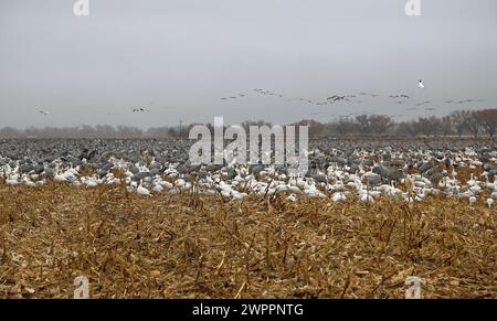 Kraniche und Gänse auf dem Maisfeld - Bernardo Wildlife Refuge, New Mexico Stockfoto