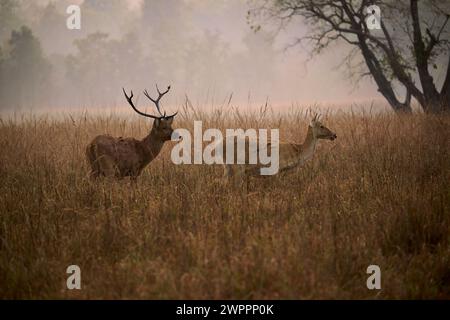 Baraingha Deer, Kanha National Park, Indien Stockfoto