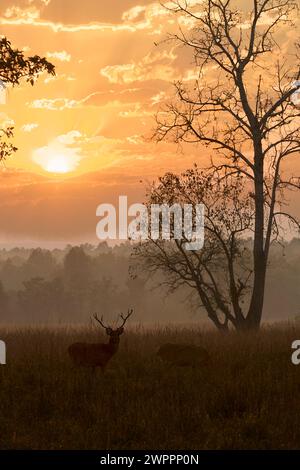 Baraingha Deer, Kanha National Park, Indien Stockfoto