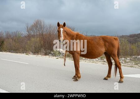 Wildes Pferd in der Natur. Pferdeherde. Stockfoto