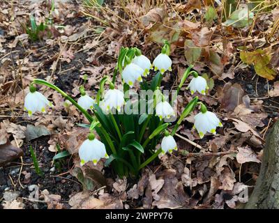 Gruppe blühender weißer Frühlingsschneeflocken unter braunen Herbstblättern im Freien im frühen Frühjahr in Schweden. Stockfoto