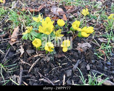 Gruppe blühender gelber Winteraconit unter braunen Herbstblättern im Freien im frühen Frühjahr in Schweden. Stockfoto