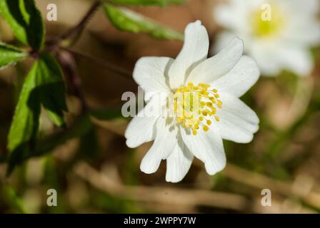 Nahaufnahme einer blühenden weißen Holzanemone im Frühjahr. Stockfoto