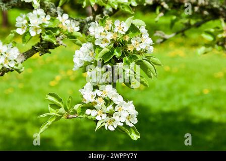 Nahaufnahme eines Zweiges mit Birnenblüte im Frühjahr. Stockfoto