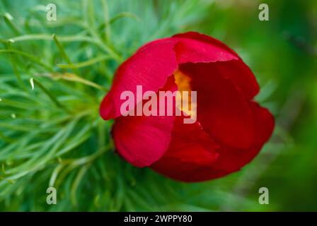 Nahaufnahme einer roten Farnblatt-Pfingstrose-Blüte vor ihrem Hintergrund mit grünen Blättern. Stockfoto