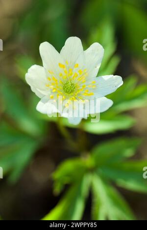 Nahaufnahme einer blühenden weißen Holzanemone mit schönen gelben Stempel und Blütenstempeln im Frühling. Stockfoto