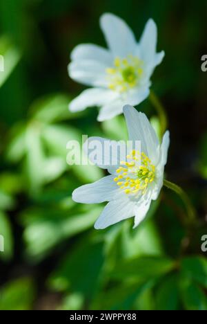 Nahaufnahme einer blühenden weißen Holzanemone mit schönen gelben Stempel und Blütenstempeln im Frühling. Stockfoto