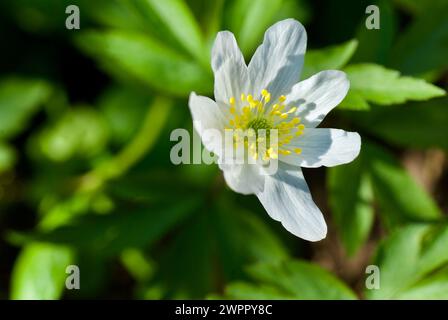 Nahaufnahme einer blühenden weißen Holzanemone mit schönen gelben Stempel und Blütenstempeln im Frühling. Stockfoto