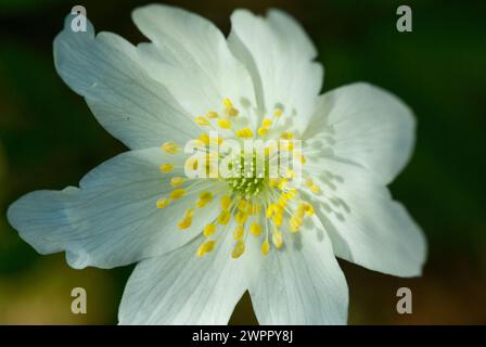 Nahaufnahme einer blühenden weißen Holzanemone mit schönen gelben Stempel und Blütenstempeln im Frühling. Stockfoto