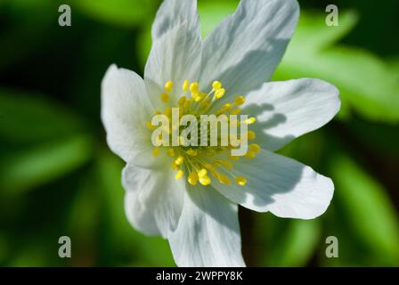 Nahaufnahme einer blühenden weißen Holzanemone mit schönen gelben Stempel und Blütenstempeln im Frühling. Stockfoto