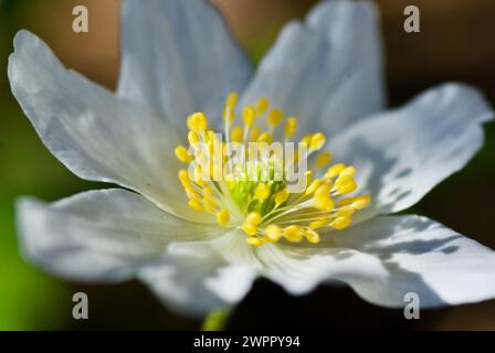 Nahaufnahme einer blühenden weißen Holzanemone mit schönen gelben Stempel und Blütenstempeln im Frühling. Stockfoto