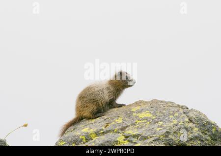 Niedliches Baby, Marmota caligata, sonnen Sie sich entlang des Copper Ridge North Cascades National Park, Washington State, USA Stockfoto