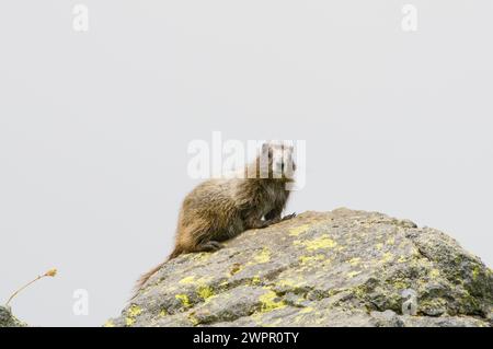 Niedliches Baby, Marmota caligata, sonnen Sie sich entlang des Copper Ridge North Cascades National Park, Washington State, USA Stockfoto