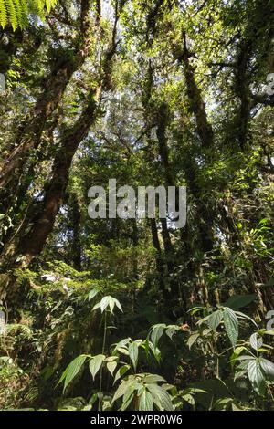 Dichte Baumkronen auf Wanderwegen im Nebelwald von Costa Rica in der Nähe von Monteverde Stockfoto