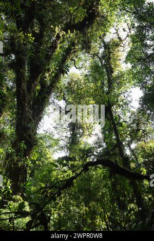 Dichte Baumkronen auf Wanderwegen im Nebelwald von Costa Rica in der Nähe von Monteverde Stockfoto