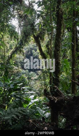 Dichte Baumkronen auf Wanderwegen im Nebelwald von Costa Rica in der Nähe von Monteverde Stockfoto