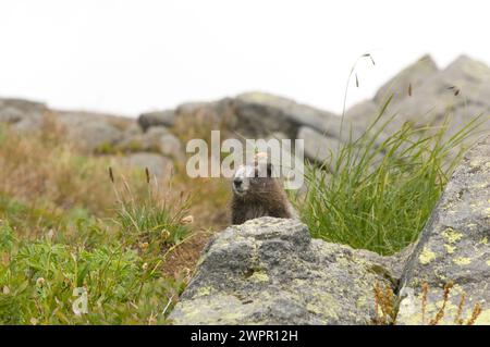 Niedliches Baby, Marmota caligata, sonnen Sie sich entlang des Copper Ridge North Cascades National Park, Washington State, USA Stockfoto