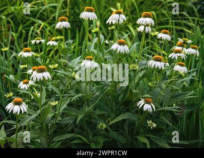 Hübsche weiße Konflower blühen in einem Sommergarten in Panola Valley Gardens, einem Veranstaltungsort für Hochzeiten, in Lindstrom, Minnesota, USA. Stockfoto