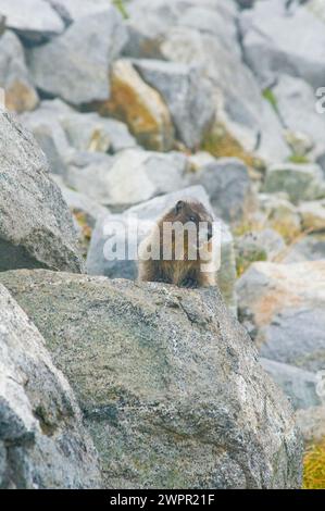 Niedliches Baby, Marmota caligata, sonnen Sie sich entlang des Copper Ridge North Cascades National Park, Washington State, USA Stockfoto