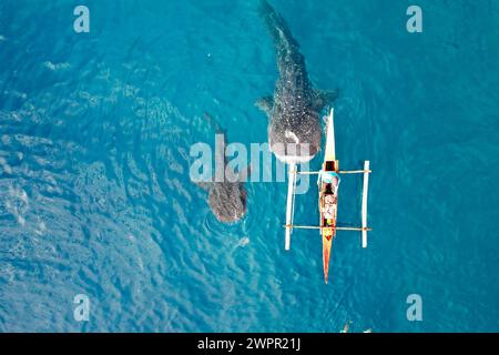 Luftaufnahme von zwei Walhaien, die Seite an Seite mit einem Fischer im azurblauen Meer von Oslob, Cebu, Philippinen schwimmen. Erstaunliche und herzerwärmende Aufnahme. Stockfoto