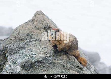 Niedliches Baby, Marmota caligata, sonnen Sie sich entlang des Copper Ridge North Cascades National Park, Washington State, USA Stockfoto