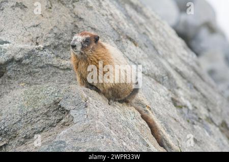 Niedliches Baby, Marmota caligata, sonnen Sie sich entlang des Copper Ridge North Cascades National Park, Washington State, USA Stockfoto