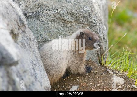 Niedliches Baby, Marmota caligata, sonnen Sie sich entlang des Copper Ridge North Cascades National Park, Washington State, USA Stockfoto