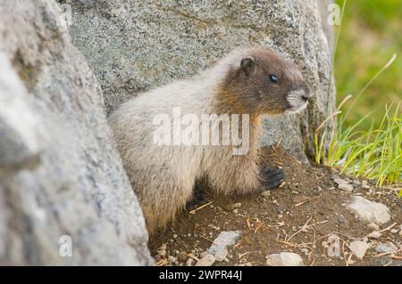 Niedliches Baby, Marmota caligata, sonnen Sie sich entlang des Copper Ridge North Cascades National Park, Washington State, USA Stockfoto