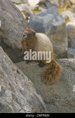 Niedliches Baby, Marmota caligata, sonnen Sie sich entlang des Copper Ridge North Cascades National Park, Washington State, USA Stockfoto