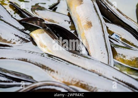 Neuseelands langer Flossenaal sammelt sich im Fluss, der sich windet und schleimig. Stockfoto