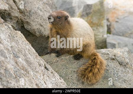 Niedliches Baby, Marmota caligata, sonnen Sie sich entlang des Copper Ridge North Cascades National Park, Washington State, USA Stockfoto