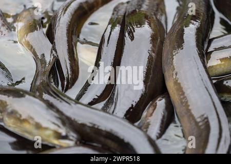 Neuseelands langer Flossenaal sammelt sich im Fluss, der sich windet und schleimig. Stockfoto