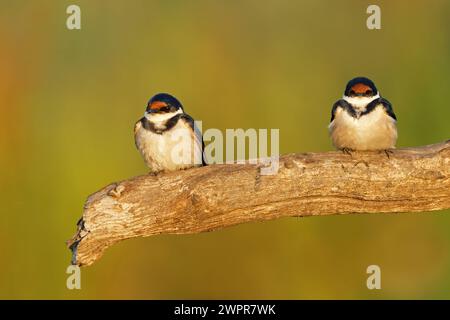 Zwei Weißkehlschwalben (Hirundo albigularis), die auf einem Zweig in Südafrika thronten Stockfoto