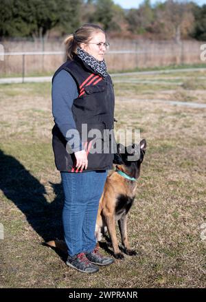 malinois-Training für Gehorsamsdisziplin in der Natur Stockfoto