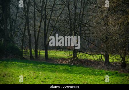 Eine Reihe von Bäumen auf einer feuchten Wiese in ansprechendem Licht und schönen grünen Farben Stockfoto